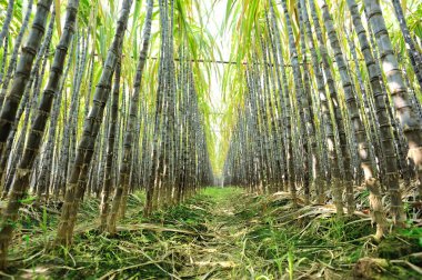 Rows of sugarcane stalks clipart