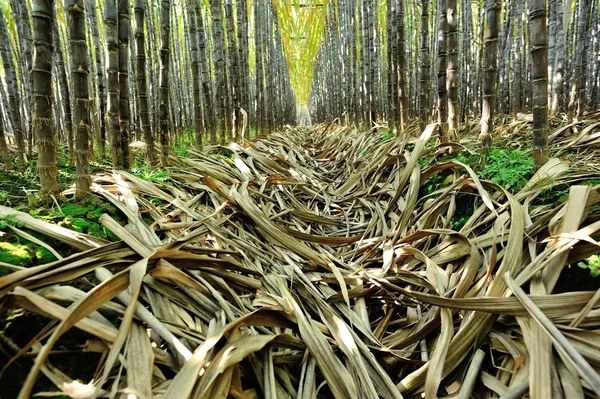 Righe Piante Canna Zucchero Che Crescono Sul Campo — Foto Stock