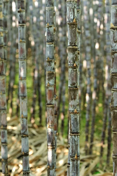 Reihen von Zuckerrohrhalmen — Stockfoto