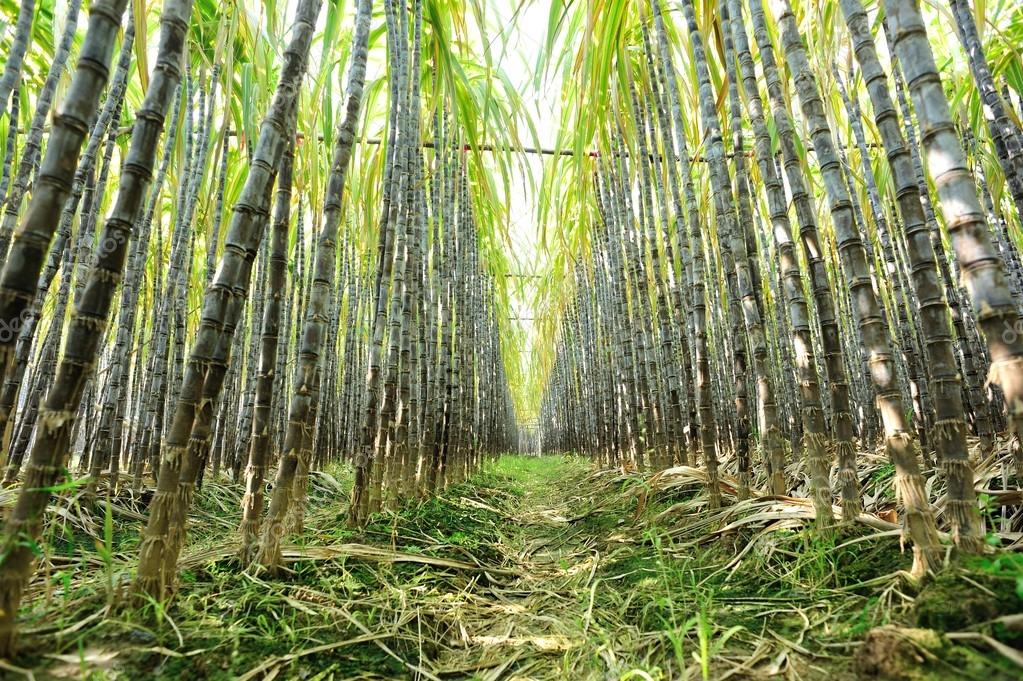 Sugar Cane Stalks