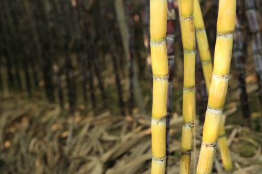 Rows of sugarcane stalks clipart