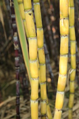 Şeker kamışı bitkiler sahasında satırları