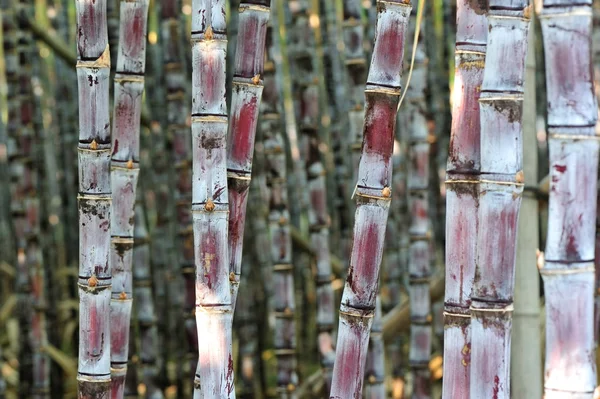 Filas de tallos de caña — Foto de Stock