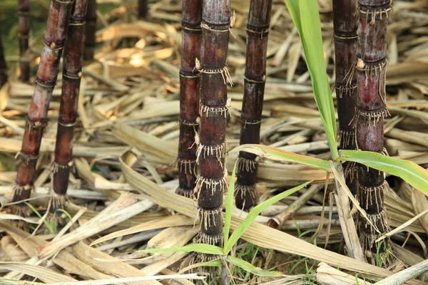 Ряди стебел цукрової тростини — стокове фото
