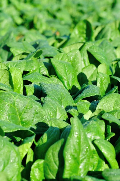 Green spinach in garden — Stock Photo, Image