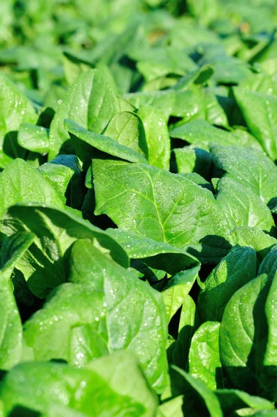 Épinards verts dans le jardin — Photo