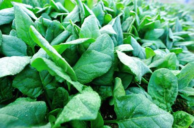 Yeşil ıspanak Sebze bahçe büyüyen