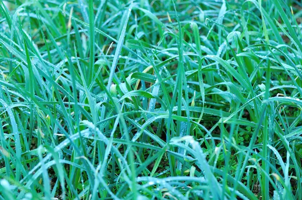 Groene Knoflook Spruiten Kweken Moestuin — Stockfoto