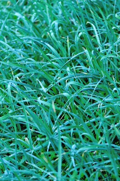 Зелёная чесночная капуста — стоковое фото
