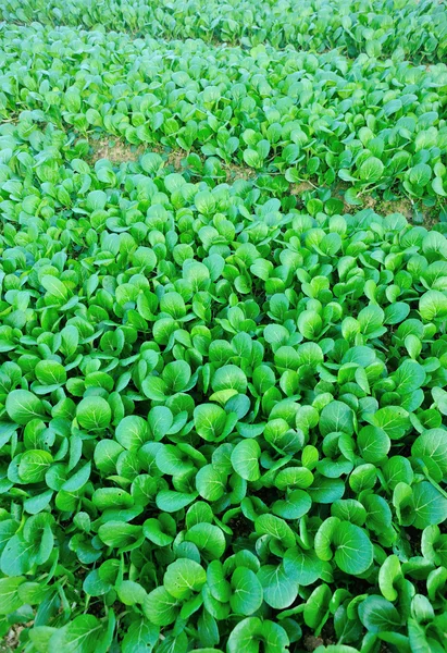 Zelený choy suma v zahradě — Stock fotografie