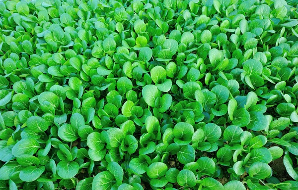 Zelený choy suma v zahradě — Stock fotografie