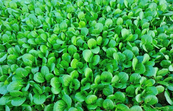 Green choy sum in garden — Stock Photo, Image