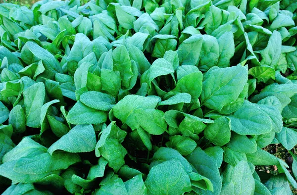 Green spinach in garden — Stock Photo, Image