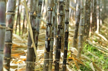 Şeker kamışı saplarını satırları