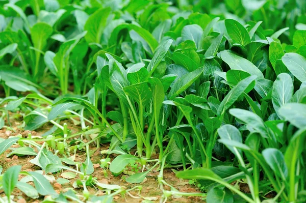 Green choy sum en el jardín —  Fotos de Stock