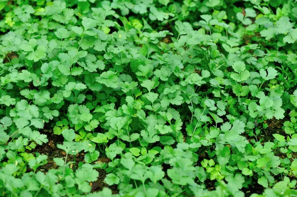 Green coriander in garden — Stock Photo, Image