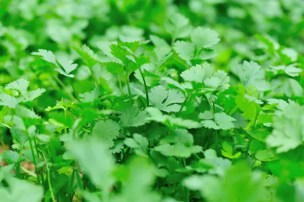 Cilantro verde en el jardín —  Fotos de Stock