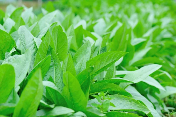 Grön indisk sallad — Stockfoto