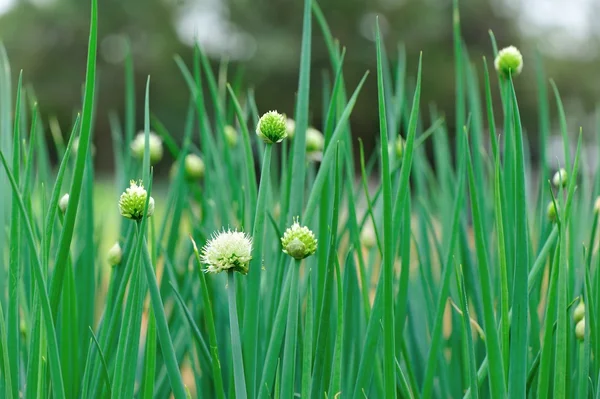 Groene lente-ui — Stockfoto