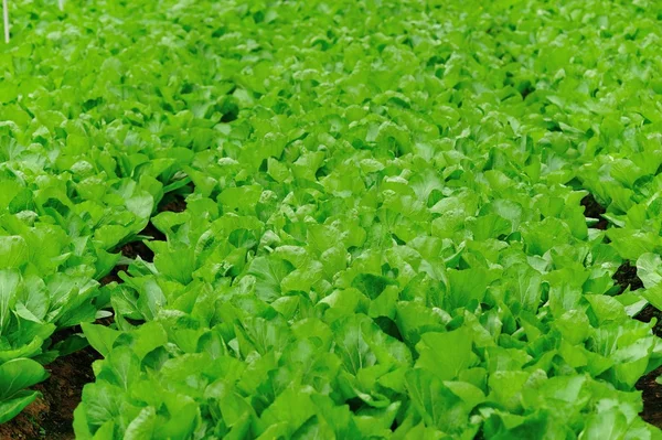 Green choy sum in garden — Stock Photo, Image