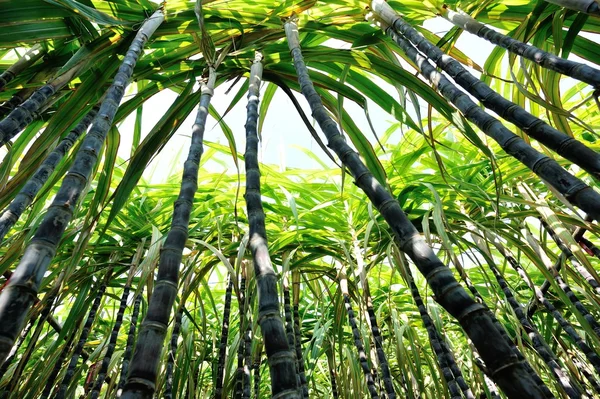Plantes de canne à sucre dans le champ — Photo