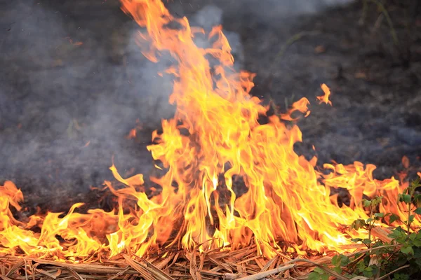 Grama seca queima — Fotografia de Stock