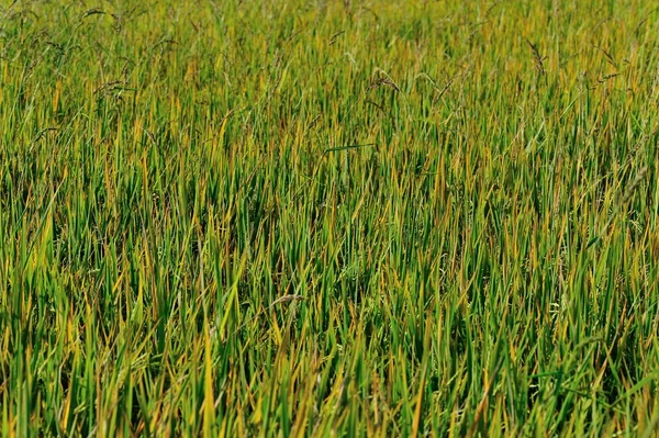 Campo di erba rurale — Foto Stock