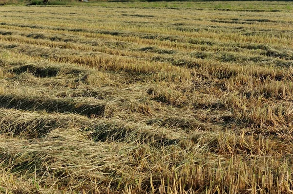 Rural grass field — Stock Photo, Image