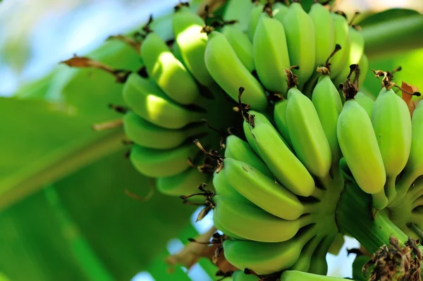 Banane verdi su palma — Foto Stock