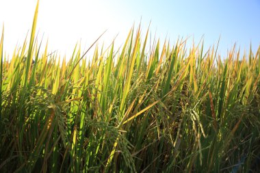Şeker kamışı bitkiler sahasında satırları