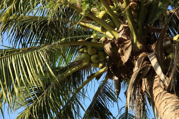 Groene Kokosnoot Palmboom Tegen Blauwe Hemel — Stockfoto