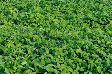 Yeşil soya bitkileri