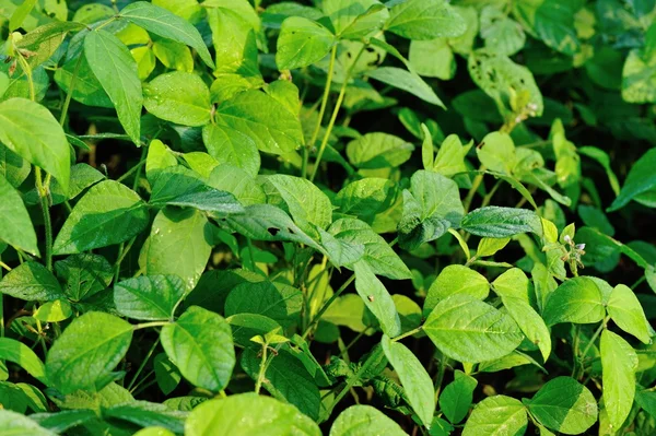 Green soybean plants — Stock Photo, Image