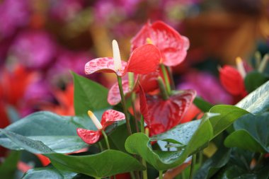 Kırmızı antoryum çiçek