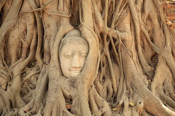 Głowa Buddy w korzeniach drzew — Zdjęcie stockowe