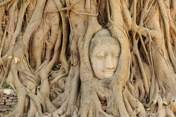 Buddha Head Tree Roots Ayutthaya Thailand — Stock Photo, Image