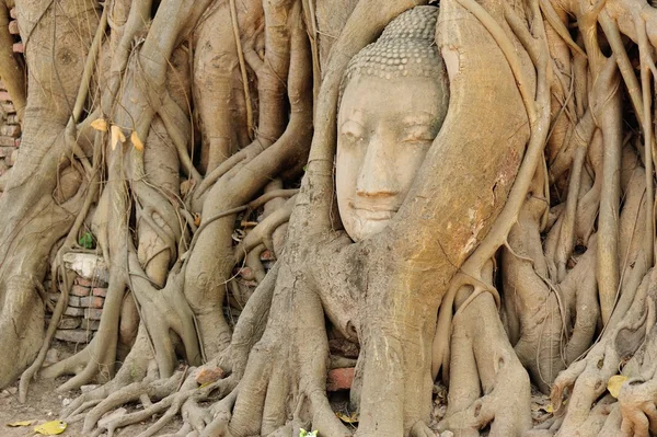 Buddha head in tree roots — Stock Photo, Image