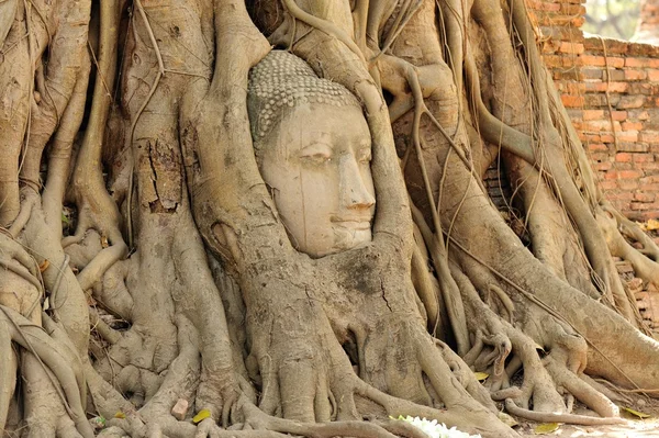 Buddha head in tree roots — Stock Photo, Image