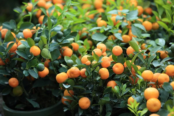 Ripe tangerines with leaves — Stock Photo, Image