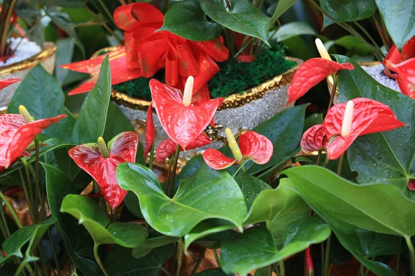 Flores Rojas Anturio Florecientes Jardín —  Fotos de Stock