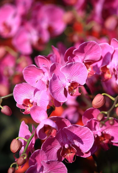 Beautiful orchid flowers — Stock Photo, Image