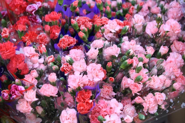 Rosafarbene Kleeblätter — Stockfoto