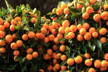 Yeşil ağaç yaprakları ile olgun mandalina