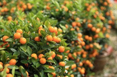 Yeşil ağaç yaprakları ile olgun mandalina