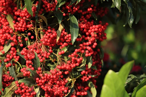 Kaffeebohnen am Baum — Stockfoto