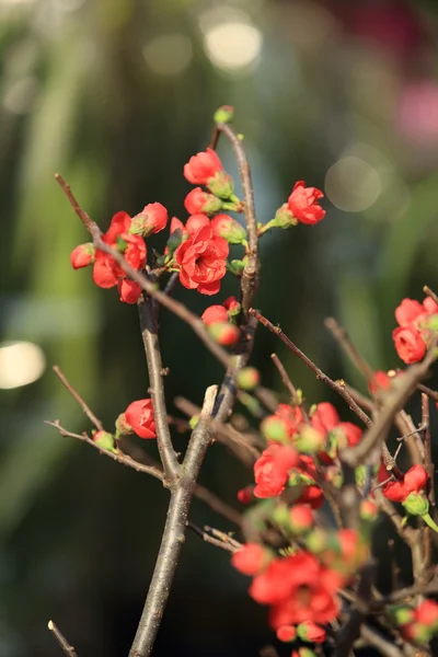 Scarlet Malus spectabilis flowers — Stock Photo, Image