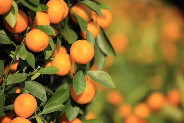 Mandarini maturi con foglie — Foto Stock