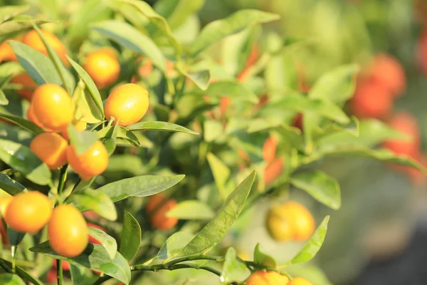 Mandarini maturi con foglie — Foto Stock