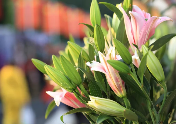 Lilia kwiaty w rozkwicie — Zdjęcie stockowe
