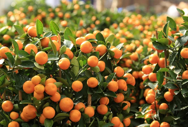 Mandarini maturi con foglie — Foto Stock